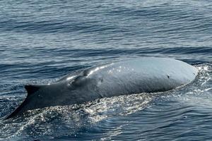 pinna balena danneggiato nel nave collisione elica cartello su corpo foto