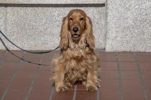 inglese cocker spaniel giovane cane cucciolo guardare a voi foto