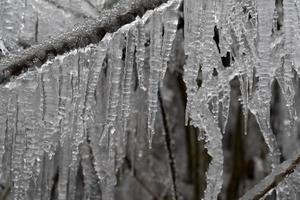 ghiaccioli congelato ghiaccio su albero rami foto