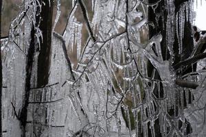 ghiaccioli congelato ghiaccio su albero rami foto