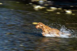 cucciolo giovane cane inglese cocker spaniel mentre in esecuzione nel il acqua foto