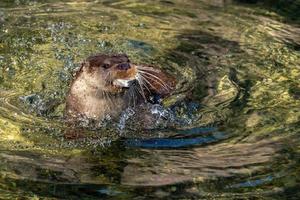 lontra attraente un' pesce nel il fiume foto