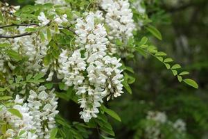 acacia albero fiori foto