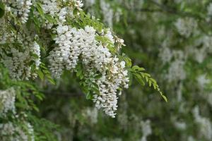 acacia albero fiori foto