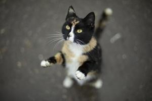 gatto sta su suo posteriore gambe. carino animale. animale domestico chiede per cibo. foto