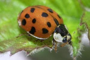 coccinella dettaglio vicino su macro foto