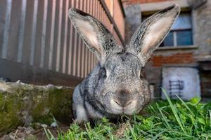 coniglietto coniglio ritratto nel un' azienda agricola foto