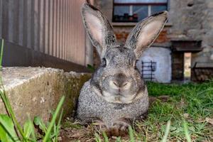 coniglietto coniglio ritratto nel un' azienda agricola foto