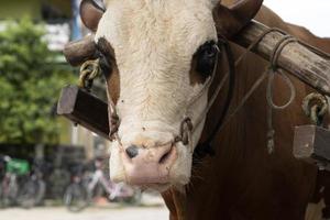 mucca con corda nel il naso nel Seychelles foto