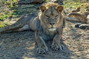 maschio Leone occhi vicino su foto