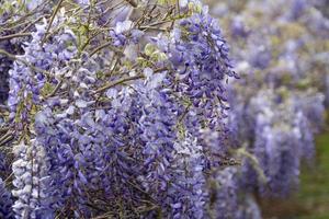 glicine viola fiori ramo foto