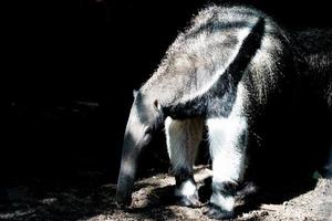 gigante formichiere isolato su nero foto