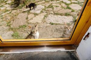 gatti guardare a voi a partire dal al di fuori foto