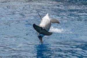 delfino mentre indietro salto nel il in profondità blu mare foto