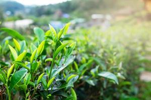 pianta del tè verde foto