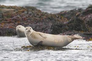 porto foca rilassante su un' roccia nel Islanda foto