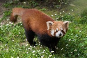 rosso panda vicino su ritratto foto