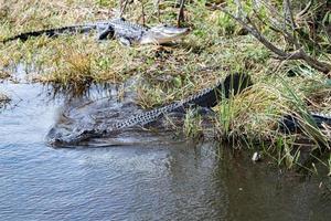 Florida alligatore nel Everglades vicino su ritratto foto