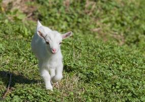 appena Nato bianca goatling bambinaia foto