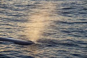 sperma balena a tramonto nel mediterraneo mare foto