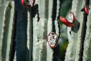 cactus rosso Aperto frutta su pianta dettaglio foto