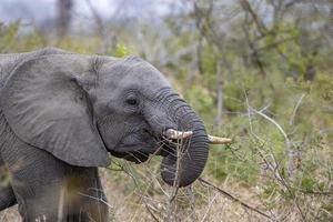 elefante mentre mangiare marula albero frutta nel kruger parco Sud Africa foto
