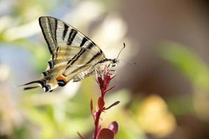 ingoiare coda farfalla macaone vicino su ritratto foto