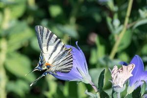 ingoiare coda farfalla macaone vicino su ritratto foto