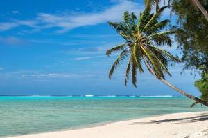 Noce di cocco palma albero su polinesia spiaggia foto