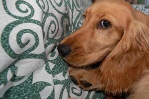 cucciolo cane cocker spaniel rilassante e addormentato su un' divano foto