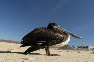 pellicano gabbiano molti uccelli nel baja California spiaggia Messico foto