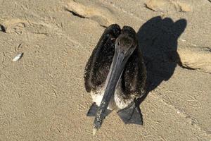 pellicano gabbiano molti uccelli nel baja California spiaggia Messico foto