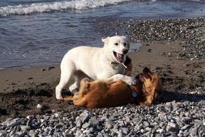 giovane cani cucciolo giocando su il spiaggia spaniel cocker e retriver foto