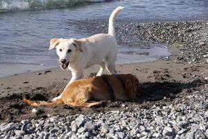 giovane cani cucciolo giocando su il spiaggia spaniel cocker e retriver foto