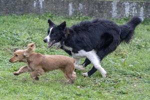 contento cucciolo cane cocker spaniel e confine collie in esecuzione foto