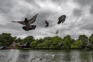 piccioni e uccelli volante su Tamigi fiume nel UK foto