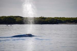 grigio balena naso in viaggio Pacifico oceano mentre soffiaggio foto