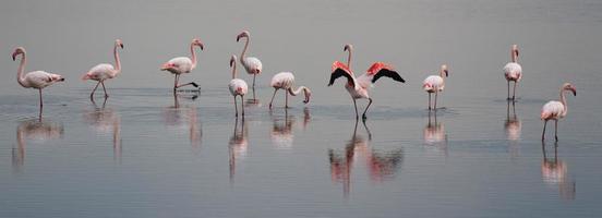 bellissimo leggero su rosa fenicottero gruppo foto