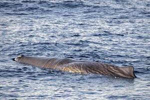 sperma balena a tramonto nel mediterraneo mare foto