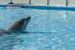delfinario acquario delfino nel mostrare foto