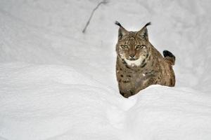 lince nel il neve ritratto In arrivo per voi foto