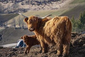 montanaro Scozia peloso mucca madre e bambino neonato vitello foto