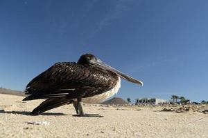 pellicano gabbiano molti uccelli nel baja California spiaggia Messico foto