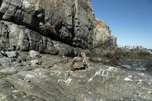 molti uccelli pellicani gabbiano su baja California sur spiaggia punta lobos foto