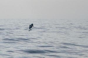 a strisce delfino saltare nel a tramonto foto