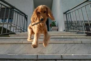 cucciolo cane cocker spaniel ritratto andando giù a partire dal scala foto