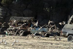 pellicano gabbiano molti uccelli nel baja California spiaggia Messico foto