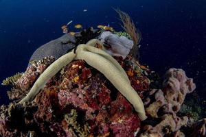 Maldive coralli Casa per Pesci foto