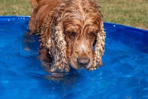 cucciolo giovane cane inglese cocker spaniel nel nuoto piscina foto