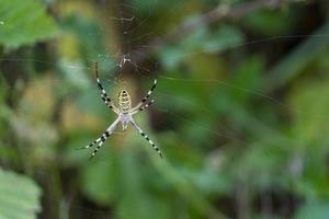 gigante ragno su verde bokeh foto